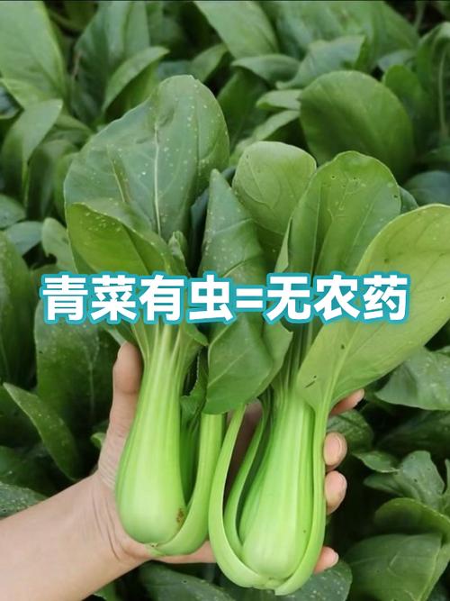 青菜有虫=无农药